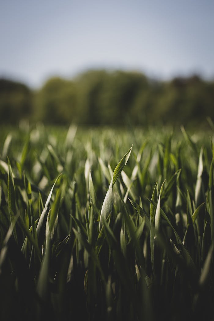 Lush green wheat field under clear skies, representing agriculture and nature's growth in summer.