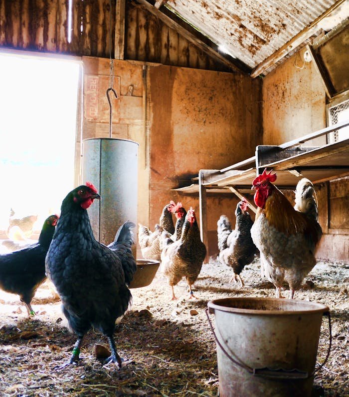 A rustic indoor chicken coop with hens and a rooster. Natural daylight illuminates the scene.